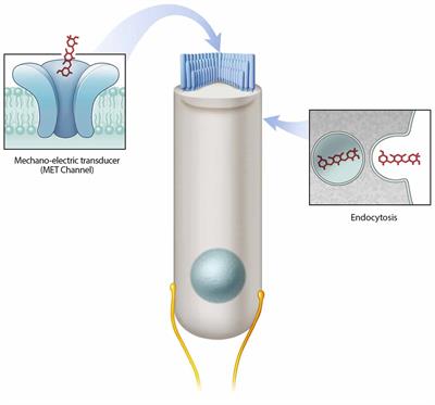 Towards the Prevention of Aminoglycoside-Related Hearing Loss